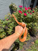 Red Salt Marsh Water Snake Adult Female