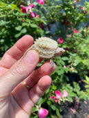 Albino Florida Snapping Turtle 2026