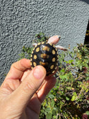 Ornate Diamondback Terrapin Female