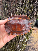 Spiny Hill Turtle CB 2024