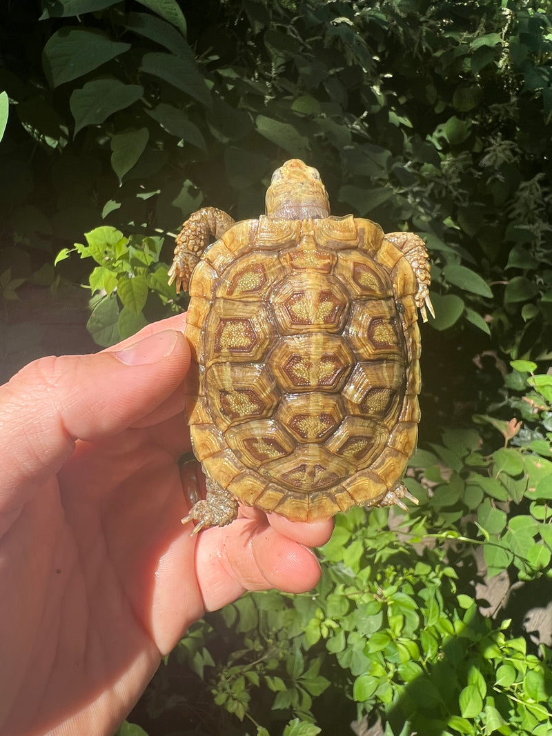 Pancake Tortoise Baby #1 (Malacochersus tornieri)