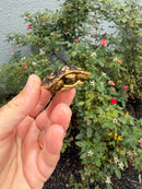 Pancake Tortoise Baby 2026