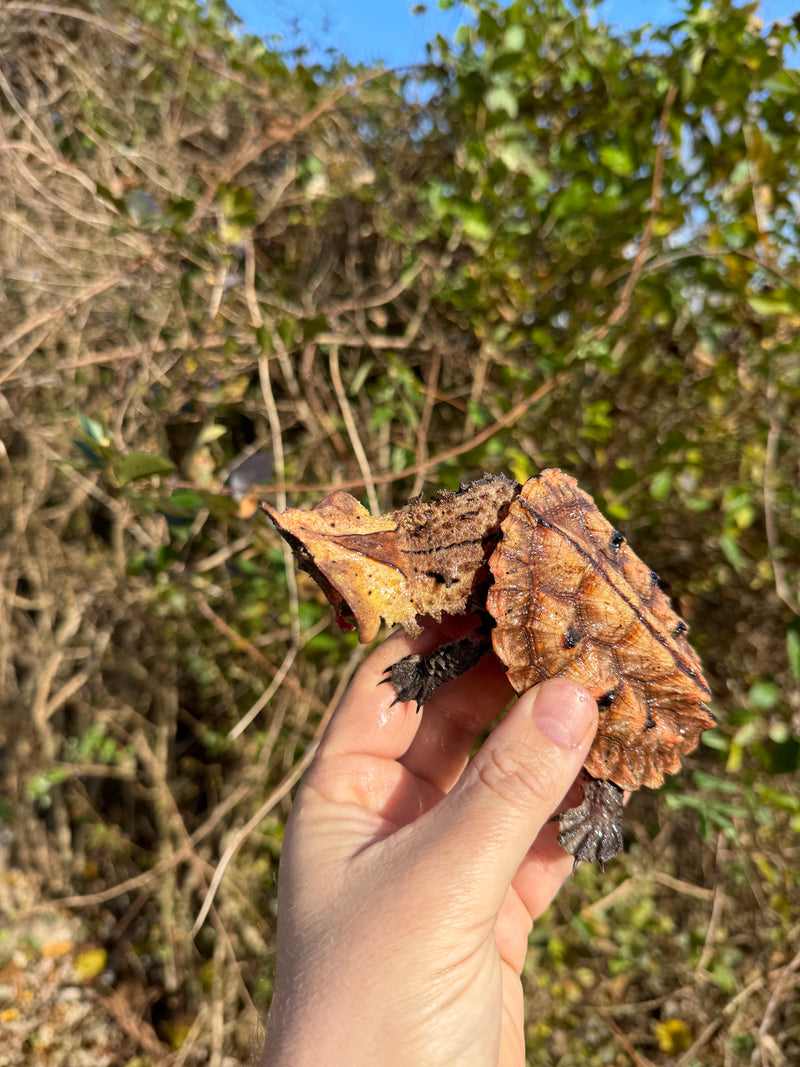 Peruvian Mata Mata