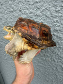 Hypomelanistic Common Snapping Turtle 2024
