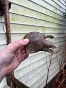 Malayan Red Softshell Baby USA CB