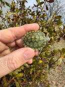 Mitch Clown Red Eared Slider Turtle