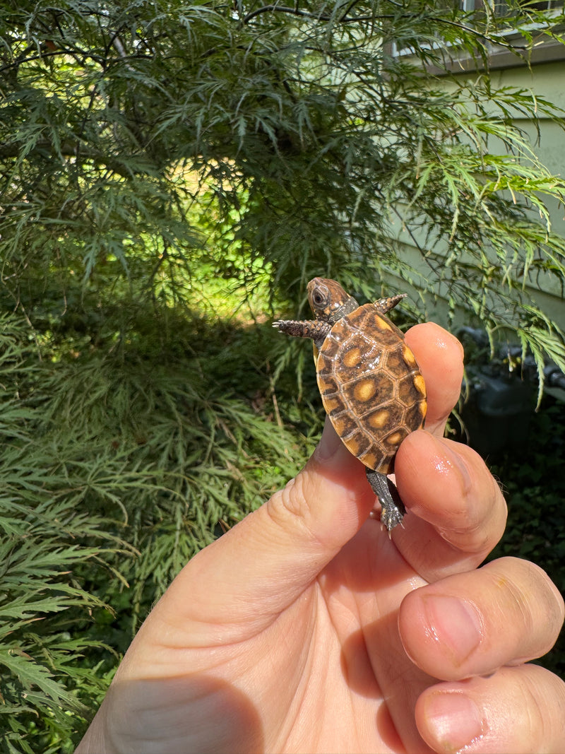 Hi Color Orange Baby Eastern Box Turtle