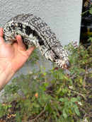 Blue Tegu Adult Male Breeder