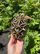 Indian Star Tortoise 2020