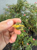 Golden Flame Florida Red Bellied Turtle 2026