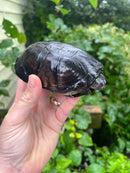 African Mud Turtle Adults (Pelusios castaneus)