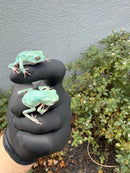 Waxy Monkey Tree Frog (Phylomedusa sauvagii)