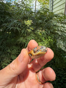 Pastel Clown Eastern Painted Turtle 2025