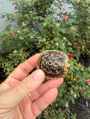 Pancake Tortoise Baby 2026