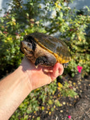 Pacific Giant Musk Turtle Adult Female