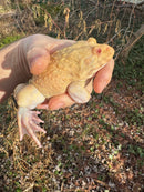 Albino Chinese Bullfrog Adults (Hoplobatrachus rugulosus)