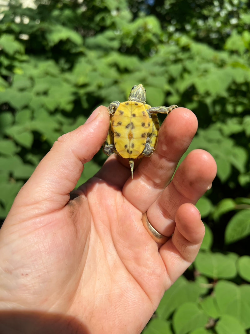 Pastel Clown Red Eared Slider Turtle 2024