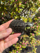Hi White Concentric Diamondback Terrapin 2025