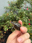 HI YELLOW Florida Box Turtle