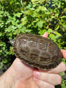 Balkan Pond Turtle Adult Male