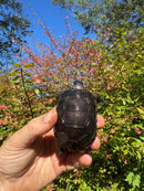 Aldabra Tortoise USA CB 2025