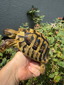 Eastern Hermann's Tortoise Adult Male