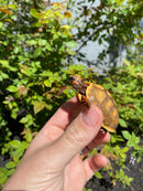 Hypo Blonde Red Foot Tortoise Baby 2026