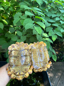 Homes Hinge-back Tortoise Adult Pair