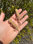 Giant Dune Gecko Adults (Stenodactylus petrii)