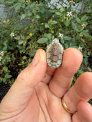 Pastel Clown Common Musk Turtle Baby 2026