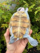 Ornate Diamondback Terrapin Female