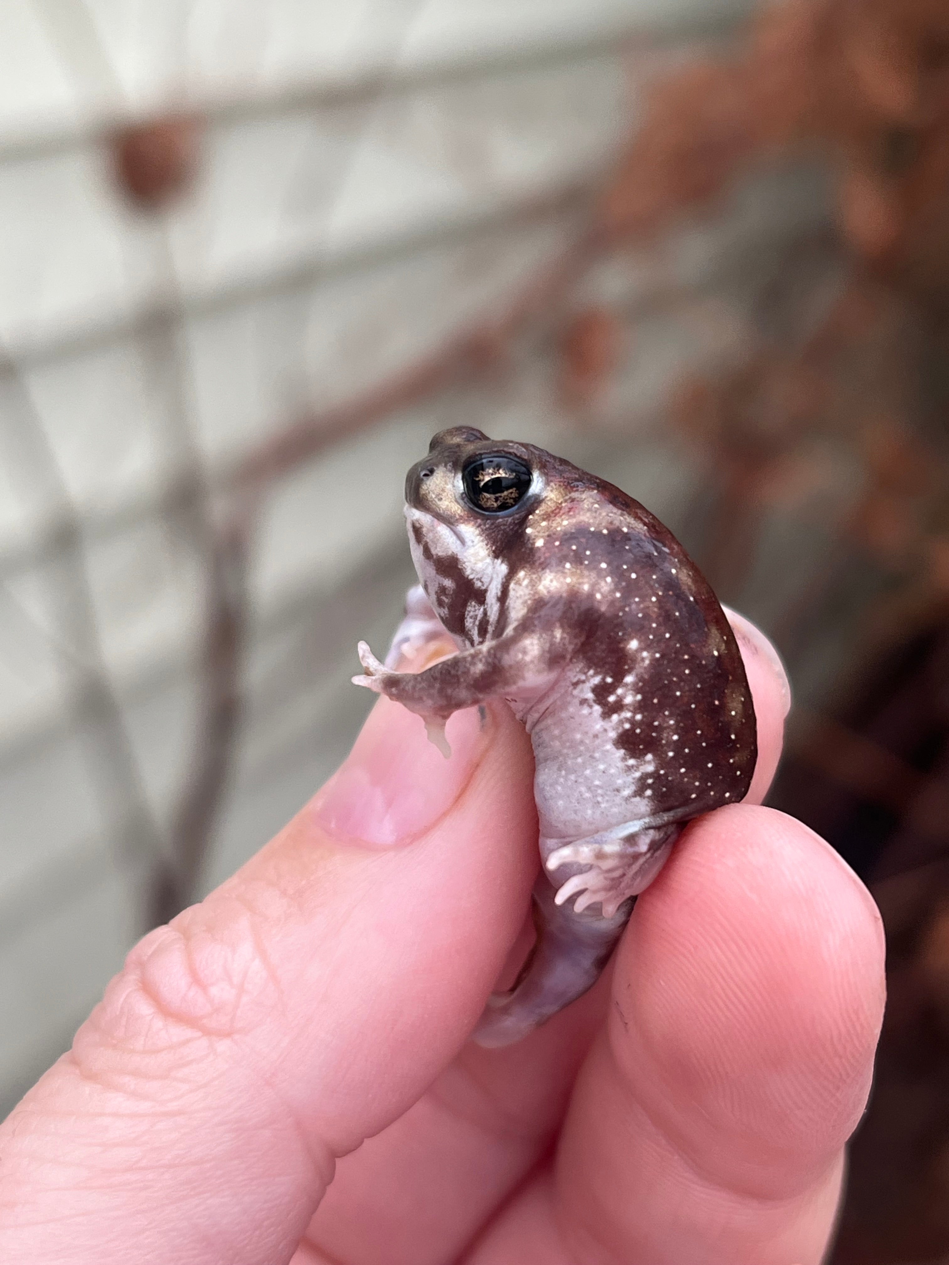 rain frog for sale