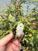 Ornate Diamondback Terrapin Female