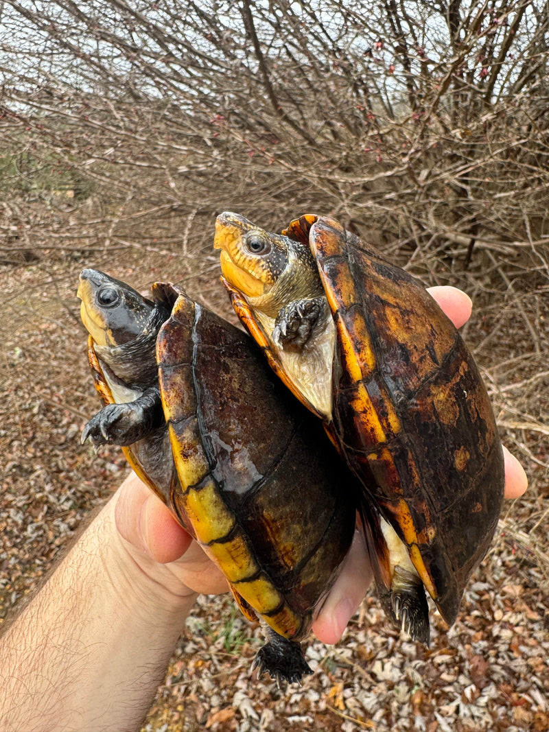 White Lipped Mud Turtle Adult Pair