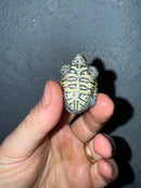 Hi White Concentric Diamondback Terrapin 2025