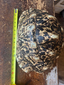 South African Giant Leopard Tortoise Adult Female