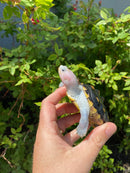 Ornate Diamondback Terrapin Female