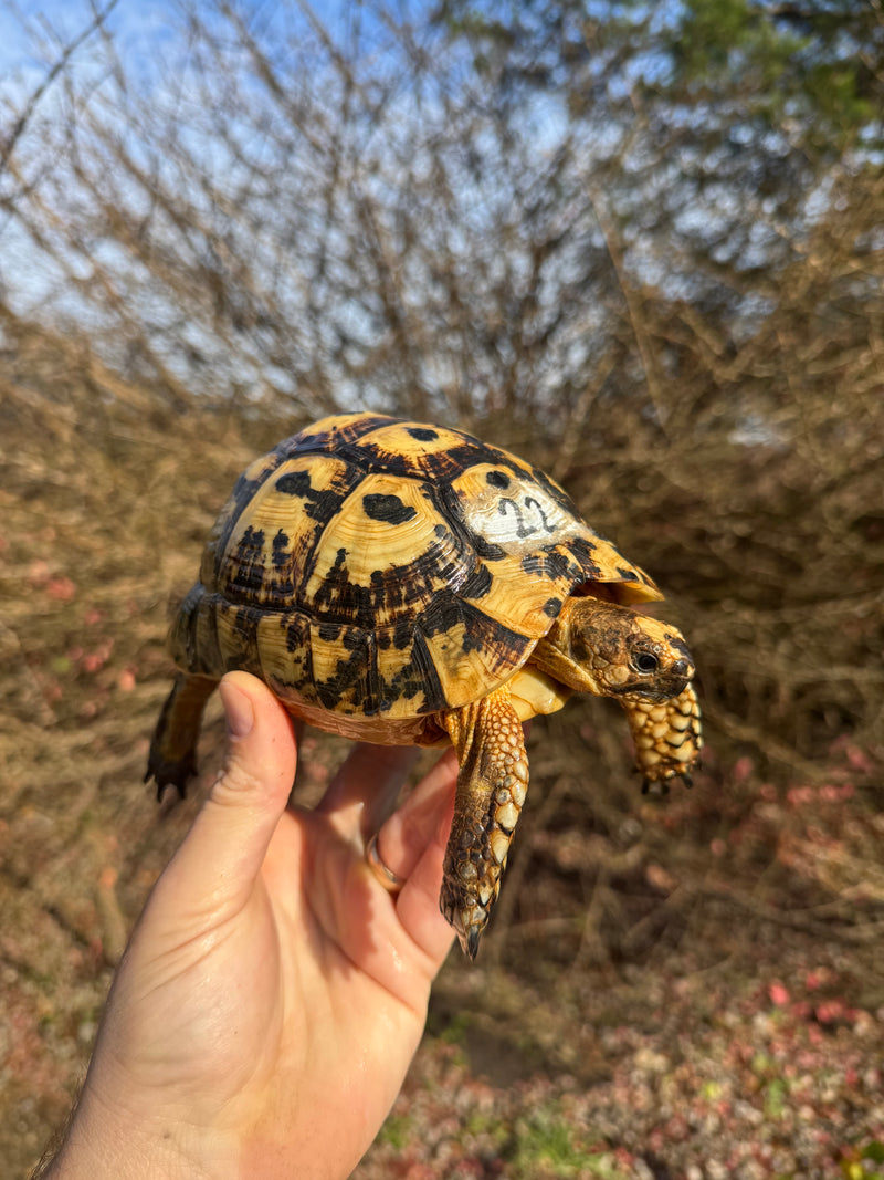 Libyan Greek Tortoise Adult Female