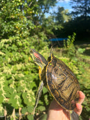 Pastel Clown Red Eared Slider Turtle Breeder Male
