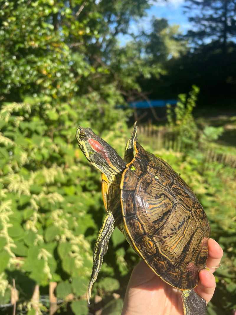 Pastel Clown Red Eared Slider Turtle Breeder Male