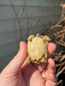 Leopard Tortoise 2024