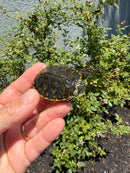 Florida Red Bellied Turtle X Peacock Slider