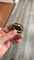 Hi Orange Vietnamese Black Breasted Leaf Turtle Baby 2026