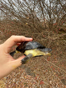 African Dwarf Mud Turtle Adult Female