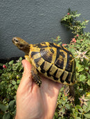 Eastern Hermann's Tortoise Adult Female