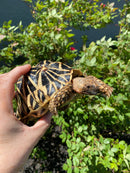 Indian Star Tortoise 2020