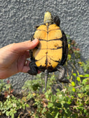Franco-Italian Pond Turtle Adult Female