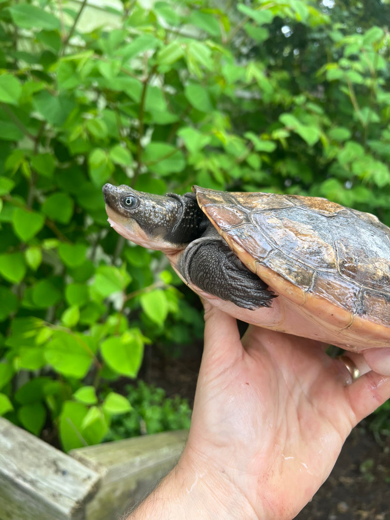 Pink Bellied Snapping Turtle Adults Female