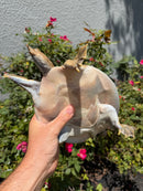 Smooth Softshell Turtle Adult Female