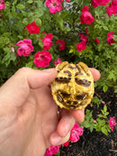 Sri Lankan Star Tortoise 2026